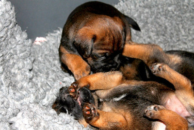 博德梗的幼犬在篮子里打架，3周大