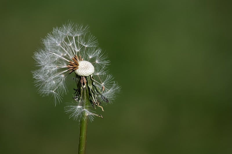 部分分散的蒲公英种子头的头顶视图