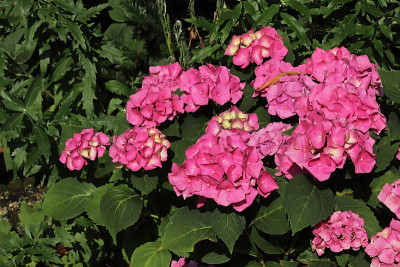 Hortensia -绣球花(绣球花)。