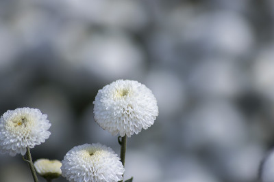 机关炮的花