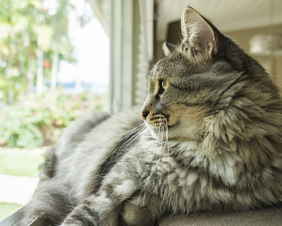 缅因库恩猫
