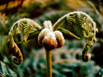 甘草，甘草
