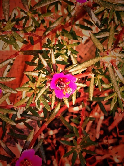 蜜蜂在喝花汁