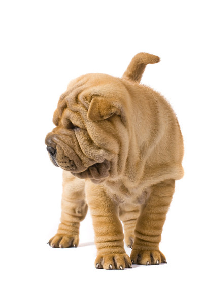 Sharpei狗