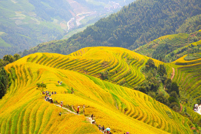 隆基水稻梯田