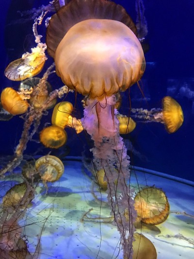 水母