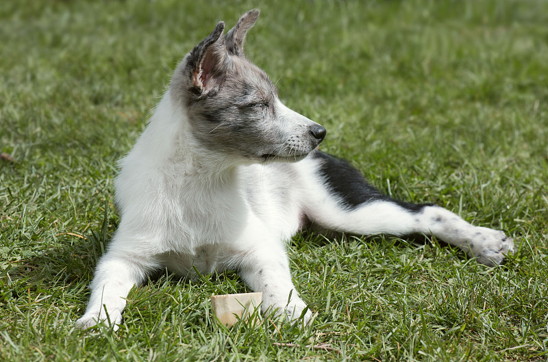 小狗边境牧羊犬