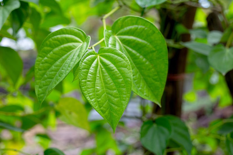 在花园里生长的槟榔植物的新鲜的绿叶