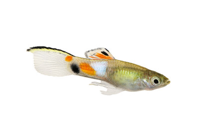 虹鳉是一种色彩斑斓的小型热带水族鱼