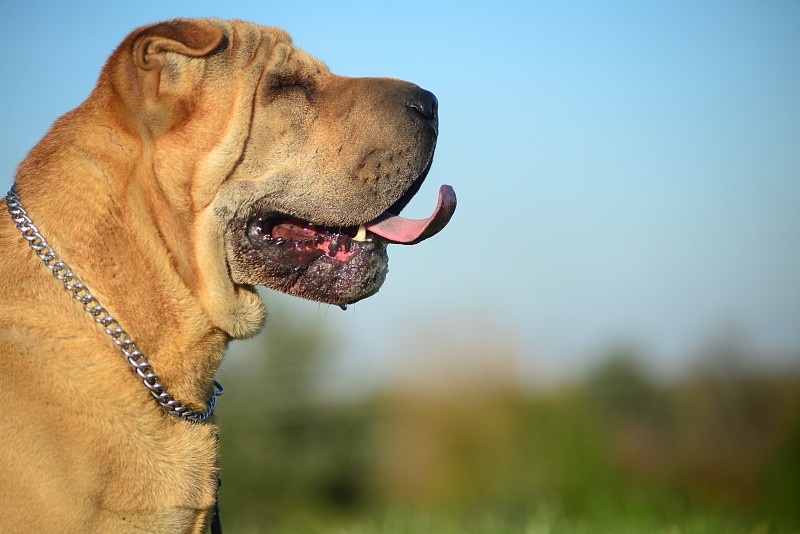 Sharpei