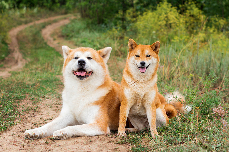 两只日本狗:秋田犬和柴犬