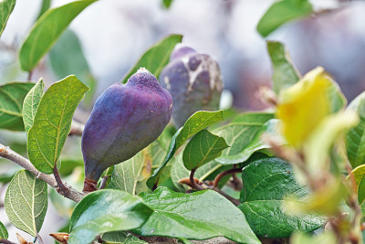 热带榕属植物pumila L。