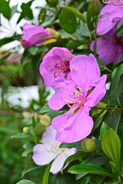 jacatirão花