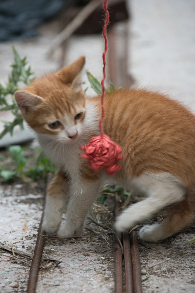 一个小的猫