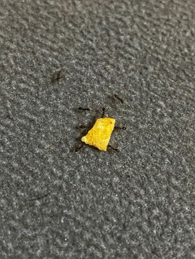 蚂蚁携带食物