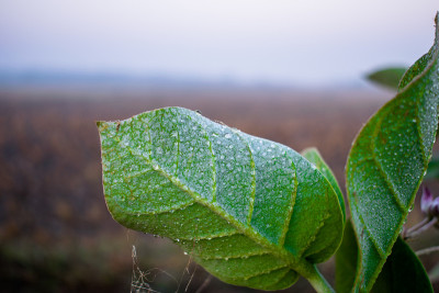 美丽潮湿的叶片和花朵巨大的马利筋新鲜的雨水滴在他们