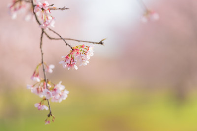 春天公园里樱花盛开