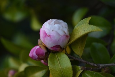 Sasanqua(茶花)花
