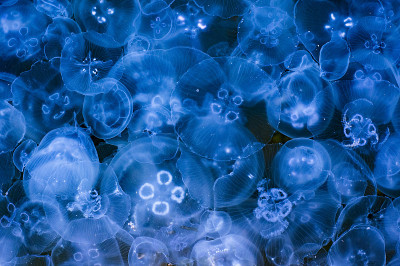 海水中的蓝色水母。