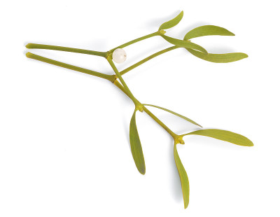 Viscum album，欧洲俗称mistletoe，俗称mistletoe或简称mistletoe