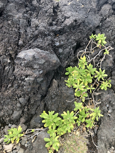 火山岩上的植物