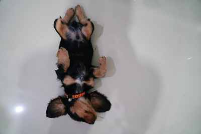 小狗美国可卡犬睡在地板上，可爱极了