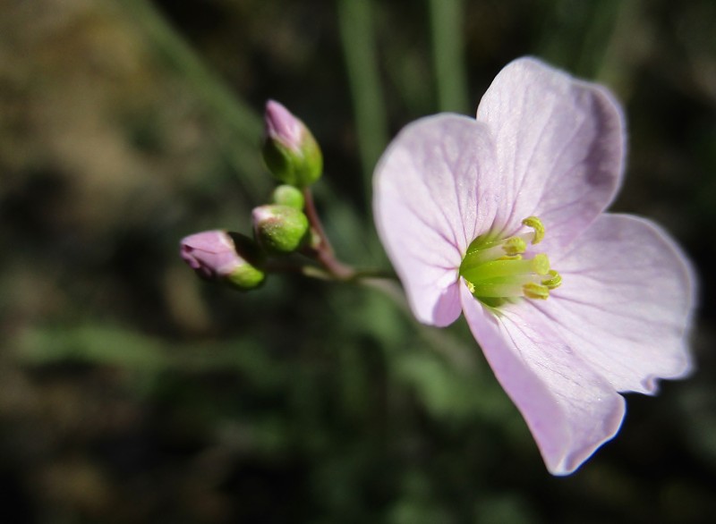 杜鹃花及花蕾(Fr: Cardamine des prés)