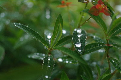 露水