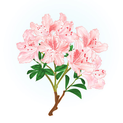 浅粉色杜鹃花枝山地灌木复古矢量插图可编辑