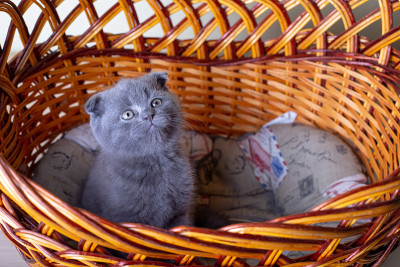 这只猫是一只英国猫(苏格兰猫)。