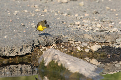 西部黄Wagtail(莫塔西拉黄)
