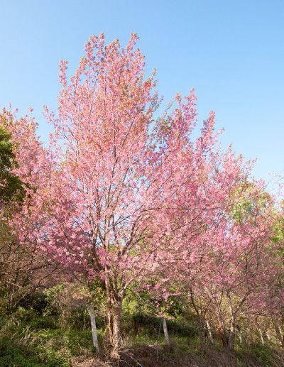 野生喜马拉雅樱花盛开