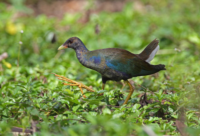 美国紫色Gallinule