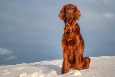 雪地里美丽的爱尔兰猎犬。