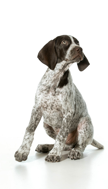 德国短毛犬幼犬