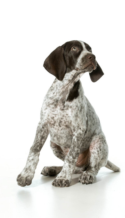 德国短毛犬幼犬