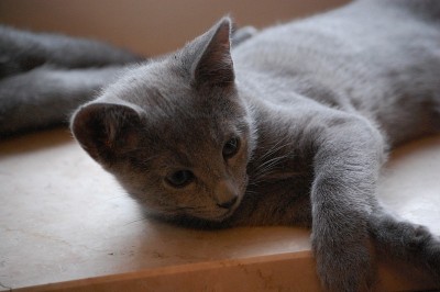 浅蓝色Kitten.5