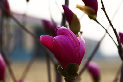 玉兰花