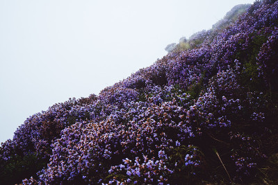 印度的Neelakurinji花