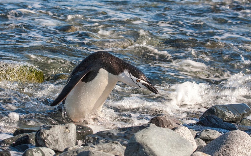 帽带penguinin南极洲