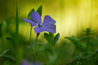 小长春花盛开在初夏的花坛上
