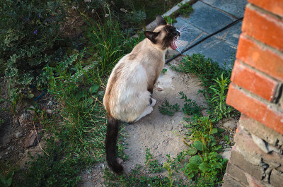 猫在院子里