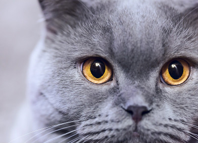 淡蓝色的猫