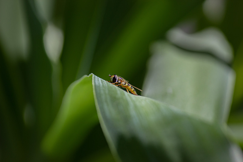 黄蜂