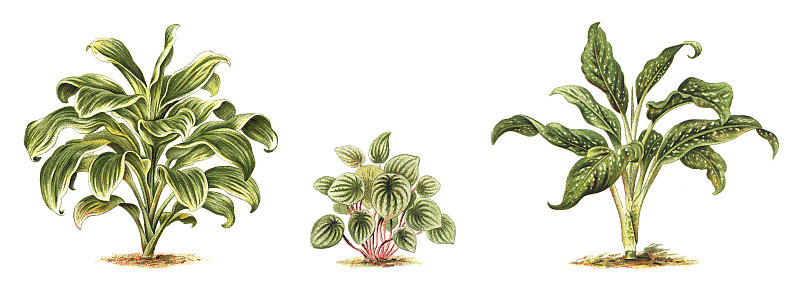 植物-龙血树(左)-银花莲(midden)万花莲(右)-年份图