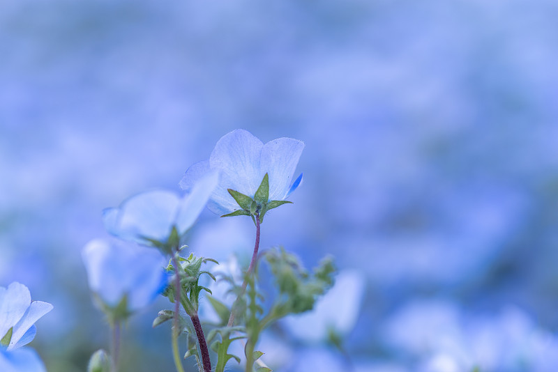 尼莫菲拉