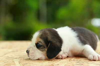 小猎犬正在睡觉，看着自然的绿色背景