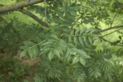 欧洲白蜡树