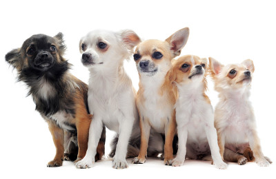 五个吉娃娃犬