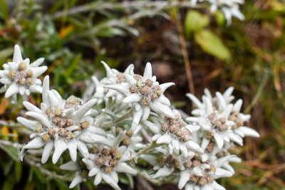 雪绒花(Leontopodium alpinum)，是阿尔卑斯山的象征。